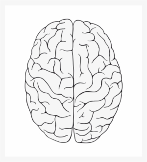 Gehirn - عکس نیمکره چپ وراست مغز
