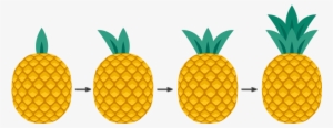 Placing The Leaves On The Pineapple - Pineapple