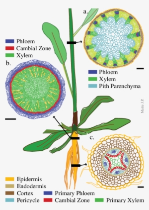 Arabidopsis Plant With Transverse Sections Of Three - Plant Stem