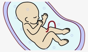 Praying For My Unborn Baby In The Womb - Embriyo Png