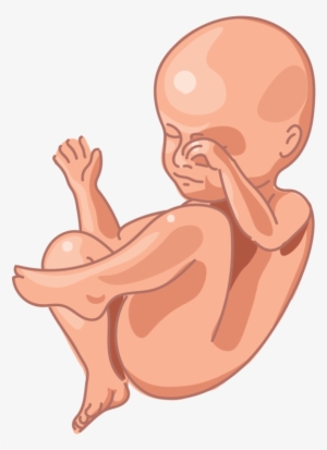 Image Of A Fetus At 28 Weeks Of Development - Fetus