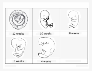 Baby In Tummy - Science