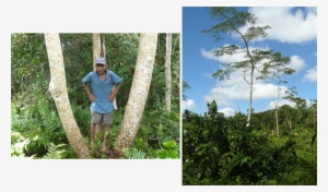 From 2009, With Tauneduiy, Who Claims These Trees, - Tree