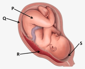 Image Showing Human Baby In Womb - Placenta Umbilical Cord Amniotic Sac Fluid