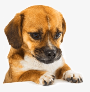 Commitment To Safety - Pet Food Transparent