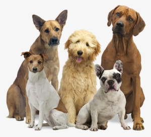Leading Paws - Pack Of Dogs Png