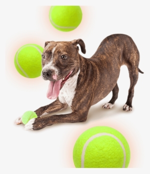 Skip To Content - Space Dog Transparent Background