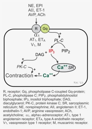 Vascular Gq-protein Linked Inositol Triphosphate Pathway - Inositol Trisphosphate