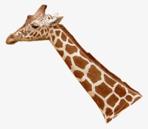 File - Giraffenhals - Deep Throat Giraffe Shirt