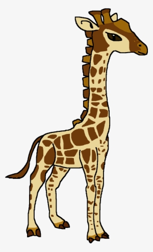 Angolan Giraffe