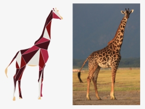 Our Mission And Our Love For The Most Majestic Animals - Giraffe