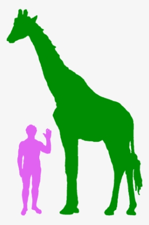 A Human Compared To A Giraffe , Via Big-animals - 15 Feet Tall Comparison