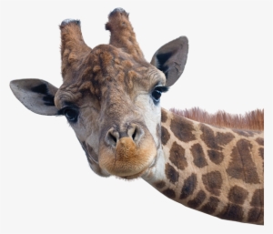 Giraffe Head - Safari Animals With White Background
