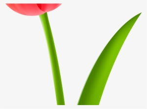 Red Tulip Transparent Clip Art Image Gallery Yopriceville - Tulip