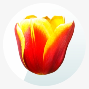 Tulip Crush Free Match 3 Game App - Ottawa