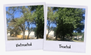 Banner - Elm Leaf Beetle