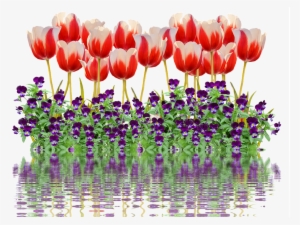 Tulips, Spring, Nature, Flower, Flowers, Red, Colorful - Cafepress Samsung Galaxy S8 Plus Case