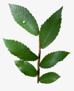 Winged-elm - Winged Elm Leaf