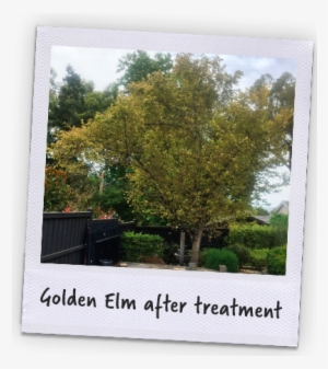 Banner - Picture Frame