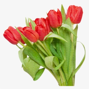 Minou Red Tulips Tulipes Rouge Tulipani Rossi Röda - Красные Тюльпаны Пнг