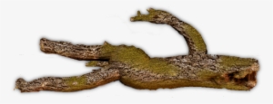 44 Decaying Log5 06 Feb 2009 - Fallen Tree Trunk Png