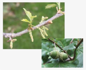 Male Catkins Of A Swamp White Oak - White Oak Trees Seeds