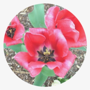 Red Tulips Round Mousepad - Artificial Flower