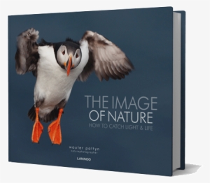 Key Facts Title - Nature: How To Catch Light