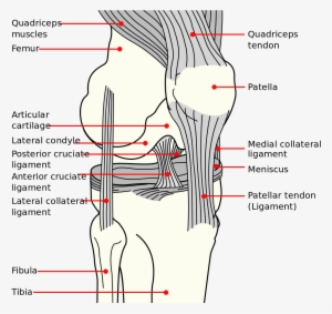 Knee Diagram - Ligaments Of Knee Joint