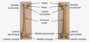 Posterior View, (b) Anterior View - Femur Anatomy Anterior And Posterior Views