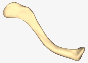 Left Clavicle - Clavicle