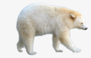 [recurso] Render De Urso - Matrizes, Determinantes E Equaçoes Lineares: Fundamentos