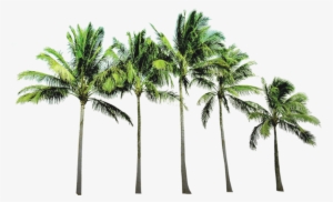 Coconut Tree Free Png Image - Tropical Paradise Twin Duvet