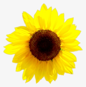 Calendar Girls Logo Pink Hr Just Sunflower - Logo