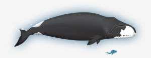 Wiki - Bowhead Whale - Bowhead Whale Lifespan