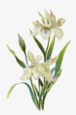 Menu White Flower - Plants Watercolor