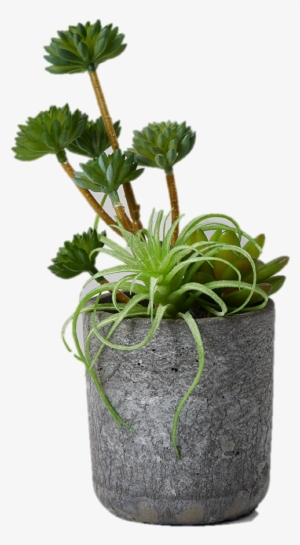 More Views - Echeveria
