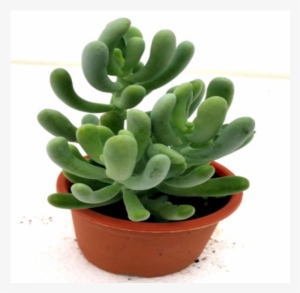 Sedum Allantoides Succulent Plant - Sedum Allantoides