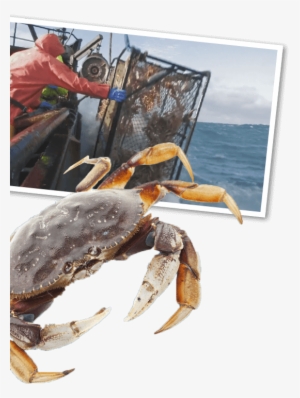 Dungeness Crab Photo - Crab