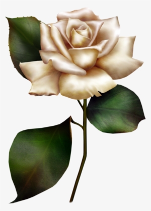 White Rose Clipart