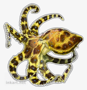 Drawn Octopus Transparent - Blue-ringed Octopus Rectangle Sticker