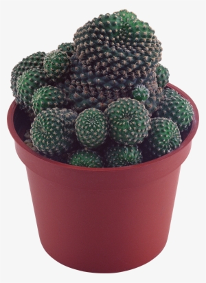 Free Png Cactus Png Images Transparent - Transparent Background Succulent Plant Png