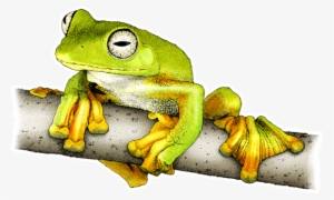 Wallaces Flying Frog Decal - Gliding Frogs Of The Asian Rainforests Wall Clock