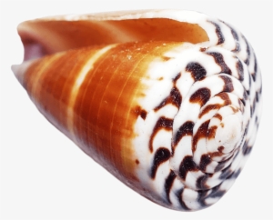 Free Png Ocean Sea Shell Png Images Transparent - Portable Network Graphics