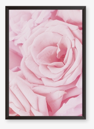 Pink Rose Petals - Hybrid Tea Rose