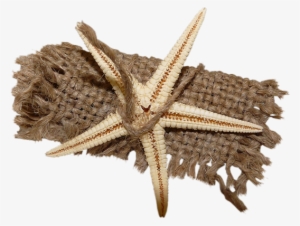 Starfish