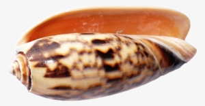 Sea, Shell, Ocean, Beach, Sea Shells, Sand, Summer - Portable Network Graphics