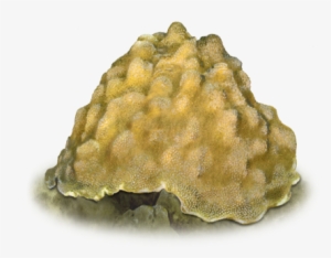Boulder Star Coral - Boulder