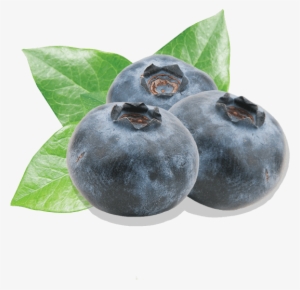 Blueberry - Blåbær Png