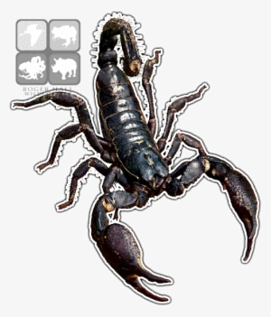 Asian Forest Scorpion Decal - Asian Forest Scorpion Eyes